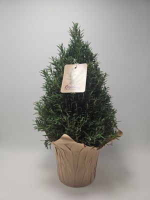 6 in. Rosemary Tree