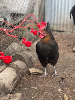 Image showing 5 th RentACoop Sip Station Starter Kit for poultry