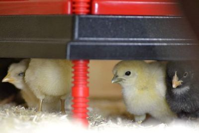 Image showing  Heating Plate & Hard Anti-Roost Cone, 12 x 12 in.