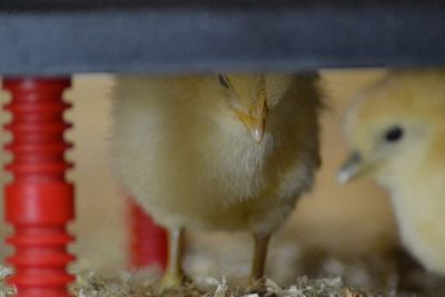 Image showing 5 th RentACoop Heating Plate with Foldable Cone, QK-F57E-QU2B