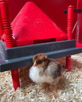 Image showing  Heating Plate & Hard Anti-Roost Cone Set