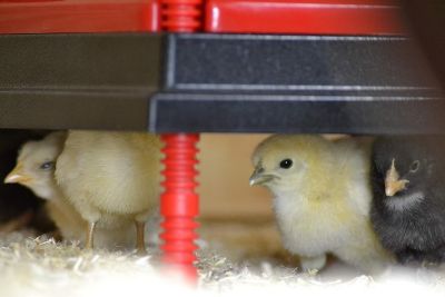 Image showing 5 th RentACoop Heating Plate & Hard Anti-Roost Cone Set