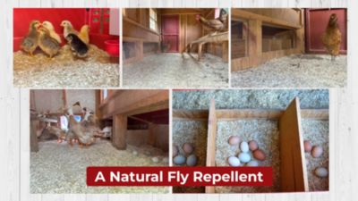 Image showing  Hemp Chicken Bedding, 24 cu. ft.