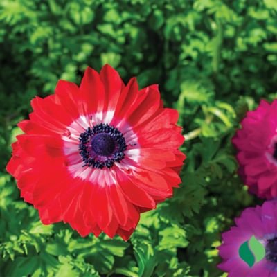 DeGroot St.Brigid Anemone Mix