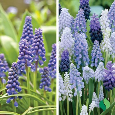 DeGroot Muscari Super Mix