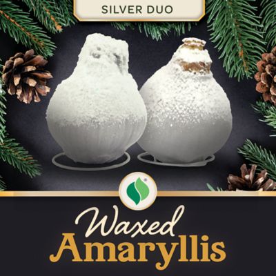 DeGrootWaxed Amaryllis Silver Duo