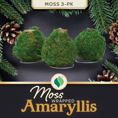 DeGrootMoss Amaryllis 3-pk