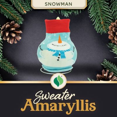 DeGrootAmaryllis with Snowman Sweater
