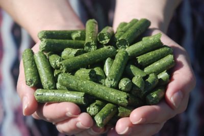 Image showing  Fortified Alfalfa Timothy Pellets