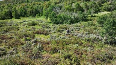 Image showing  Ammo 357 Mag 165 GR Dgh