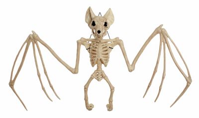 Red Shed Bat Skeleton
