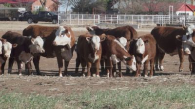 Image showing  Aviator Fly Bait Aerosol 12/16 oz.