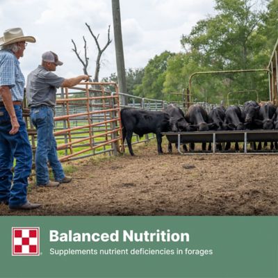 Image showing  Cattle Grower/Finisher 12