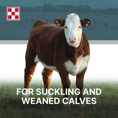 Image showing  Cattle Starter/Creep 14