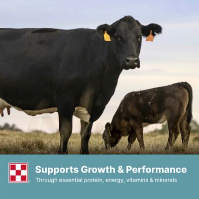 Image showing 5 th Purina Cattle Starter/Creep 14