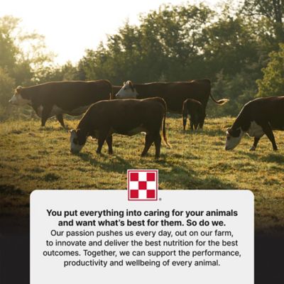 Image showing 6 th Purina Cattle Starter/Creep 14