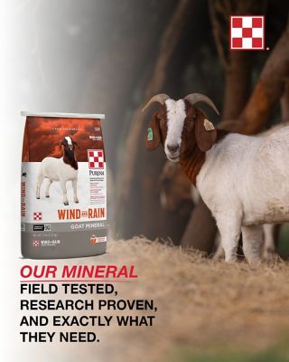 Image showing  Wind and Rain Goat Mineral