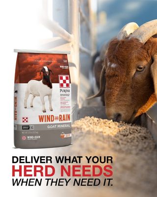 Image showing  Wind and Rain Goat Mineral