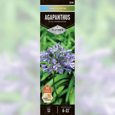 DeGroot Agapanthus Blue Triumphator Root