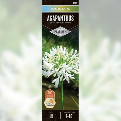 DeGroot Duivenbrugge White Agapanthus