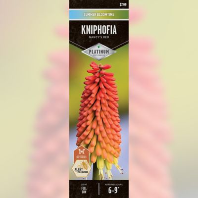 DeGroot Kniphofia Nancy's Red Root