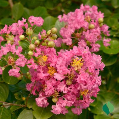 Image showing  Crape Myrtle Pink Root