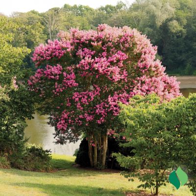 Image showing  Crape Myrtle Pink Root