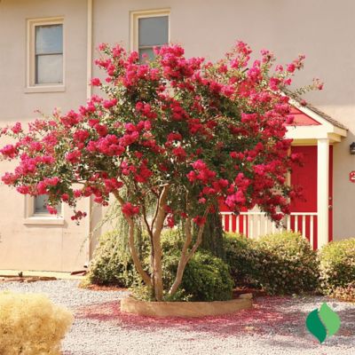 Image showing  Crape Myrtle Red Root