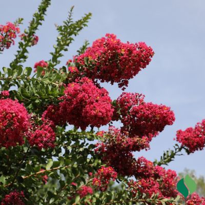 Image showing  Crape Myrtle Red Root
