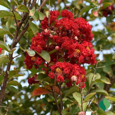 Image showing  Crape Myrtle Red Root