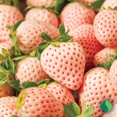 Image showing  Pink Strawberry Flamingo Root Plants, 10 pc.