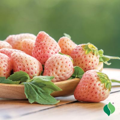 Image showing  Pink Strawberry Flamingo Root Plants, 10 pc.
