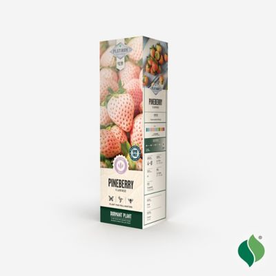 Image showing  Pink Strawberry Flamingo Root Plants, 10 pc.