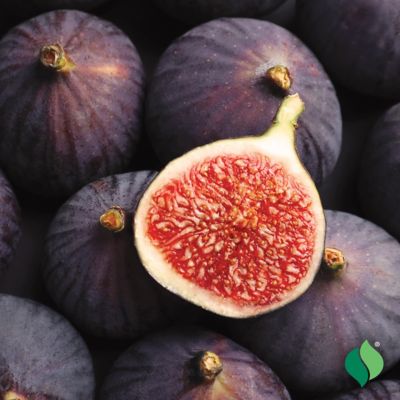 Image showing  Fig Celeste Tree