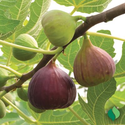 Image showing  Fig Celeste Tree
