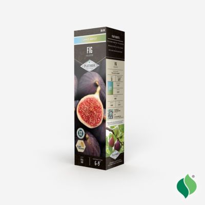 Image showing  Fig Celeste Tree