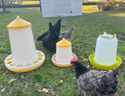 Image showing 5 th Zylina Bio Chicken Waterer, 2.5 gal.