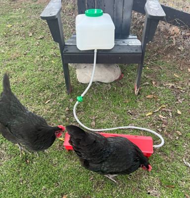 Image showing  Automatic Waterer Kit for Chickens