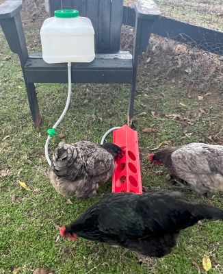 Image showing  Automatic Waterer Kit for Chickens