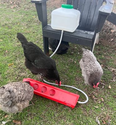 Image showing 5 th Zylina Automatic Waterer Kit for Chickens