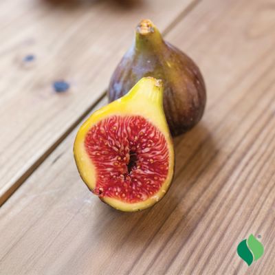 Image showing  Fig Brown Turkey