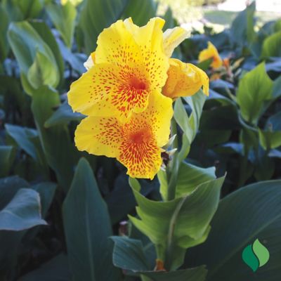 Image showing  Canna Yellow King Humbert