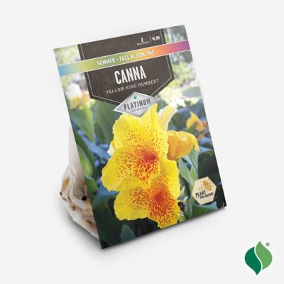 Image showing  Canna Yellow King Humbert