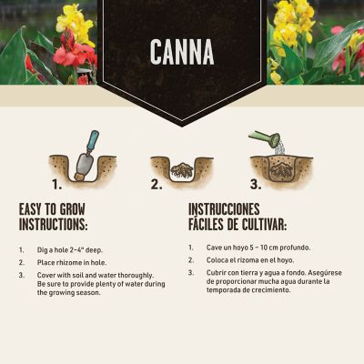 Image showing  Canna Yellow King Humbert