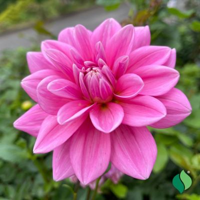 Image showing  Dahlia Bluesette Root