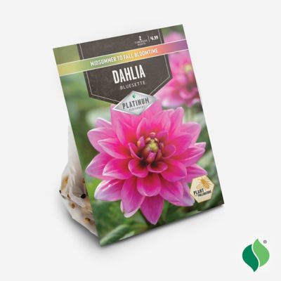 Image showing  Dahlia Bluesette Root