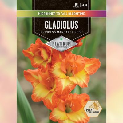 DeGroot Gladiolus Princess Margaret Rose Flower, 15 Bulbs