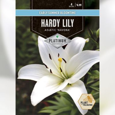 DeGroot Lily Navona