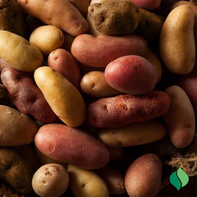 Image showing  Potato Fingerling Mix