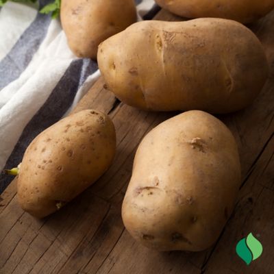 Image showing  Potato Silverton Russet 4 lbs.